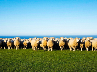Turanganui Romneys - Herd of sheep