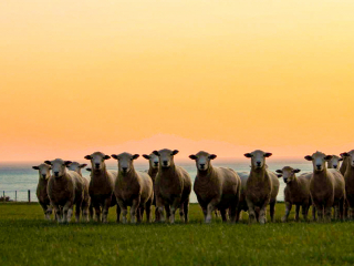 Turanganui Romneys - Sunset shot of the sheep