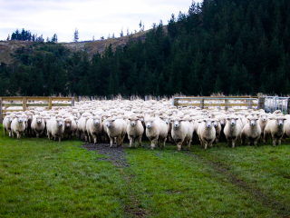 Turanganui Romneys - Herd of sheep moving paddocks