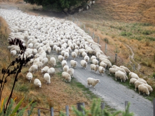 Turanganui Romneys - Sheep moving along the road