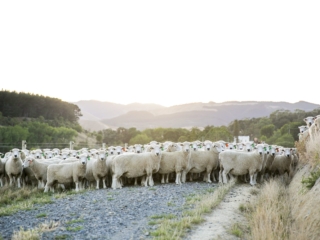 Turanganui Romneys - Sheep on the road