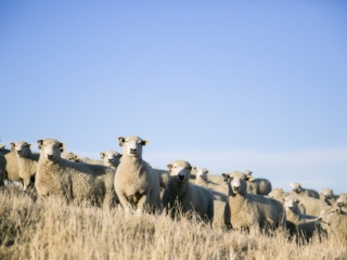 Turanganui Romneys - Sheep on hillside