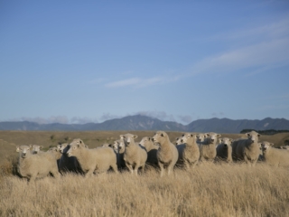 Turanganui Romneys - Group of sheep in the grass