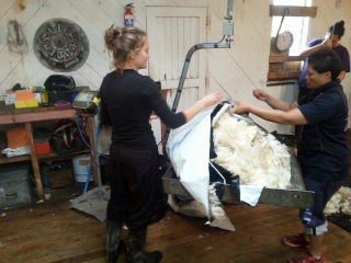 Turanganui Romneys - Weighing wool
