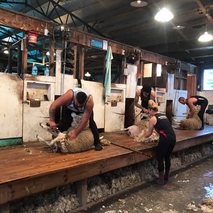 Turanganui Romneys - Shearing