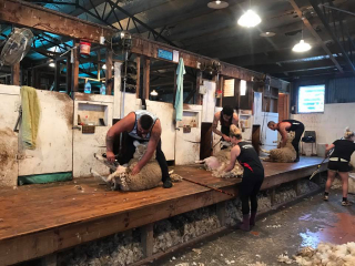Turanganui Romneys - Shearing shed
