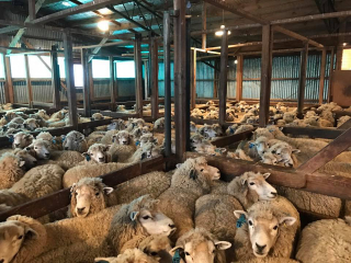 Turanganui Romneys - Packed pen of sheep