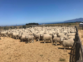 Turanganui Romneys - Herd of sheep in summer