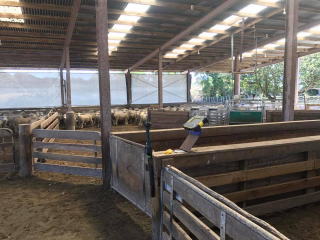 Turanganui Romneys - shed onsite