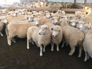 Turanganui Romneys - Blue tag ewes