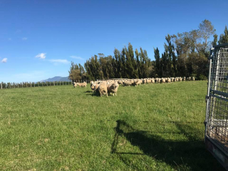 Turanganui Romneys - Herd filling a new paddock