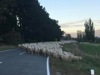 Turanganui Romneys - Sunset move to a new paddock