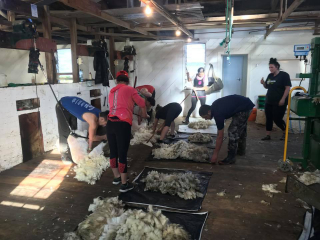 Turanganui Romneys - Shearing wool