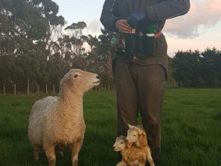 Turanganui Romneys - Assisting new mother with her lambs