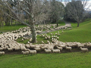 Turanganui Romneys - Moving the sheep