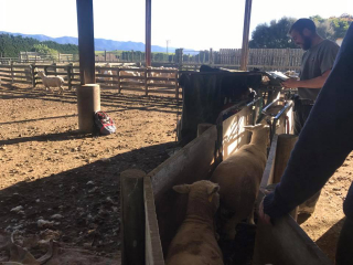 Turanganui Romneys - Accounting for all the sheep