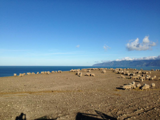 Turanganui Romneys - Seaview from one of the Romney paddocks