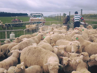 Turanganui Romneys - Herding sheep into the pen
