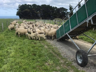 Turanganui Romneys - small paddock of sheep
