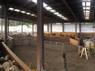 Turanganui Romneys - Wide shot of the pens