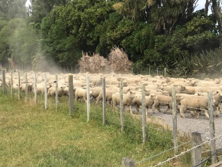 Turanganui Romneys - Moving lambs down the road