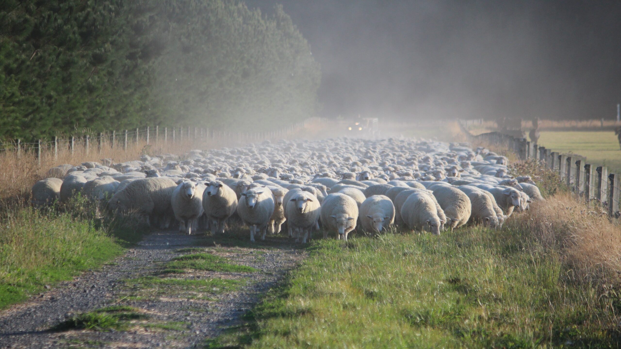 Turanganui Romneys - Farm